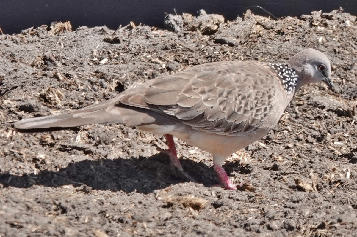 Spotted Dove - ML609656307