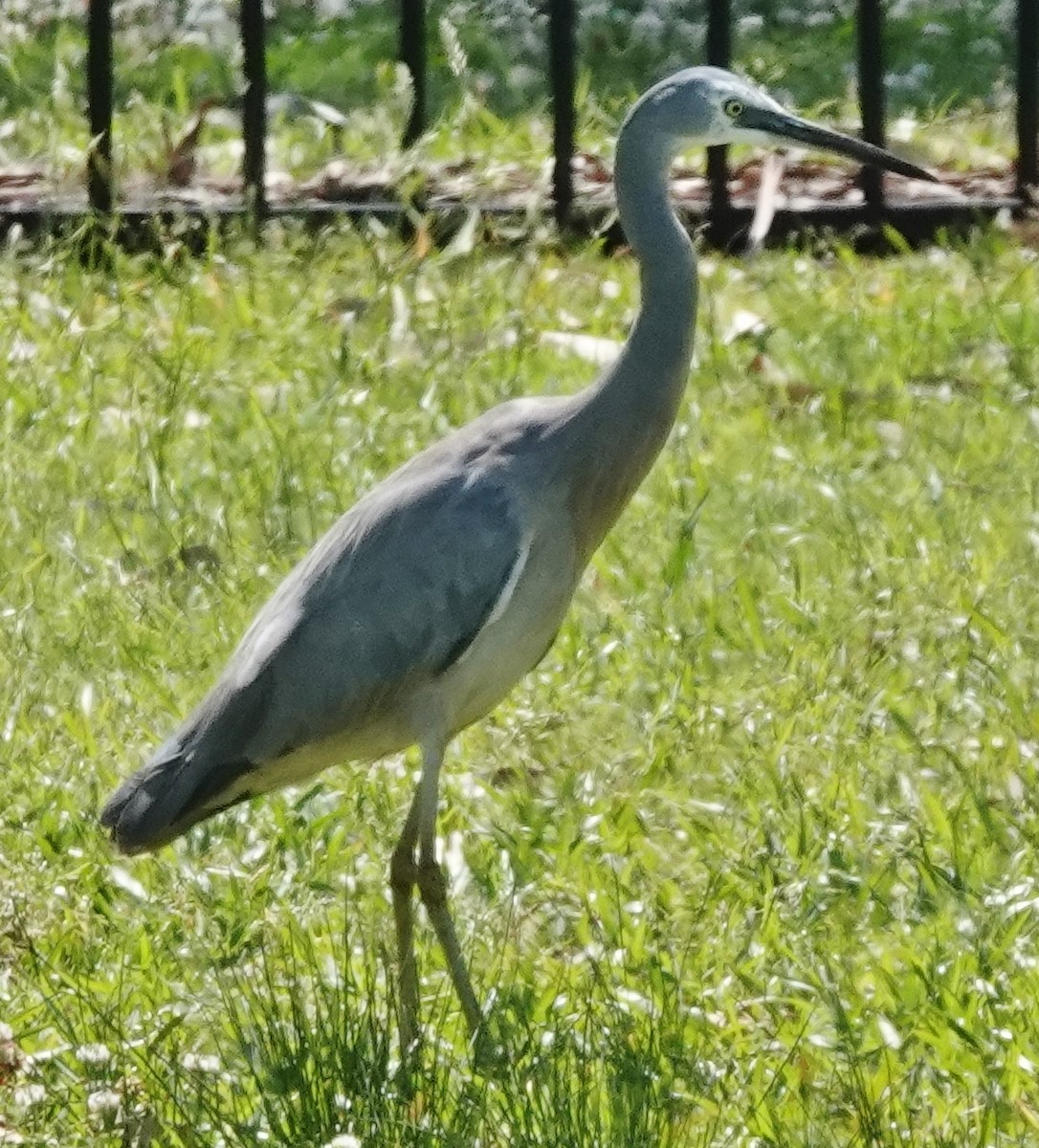 White-faced Heron - ML609656327