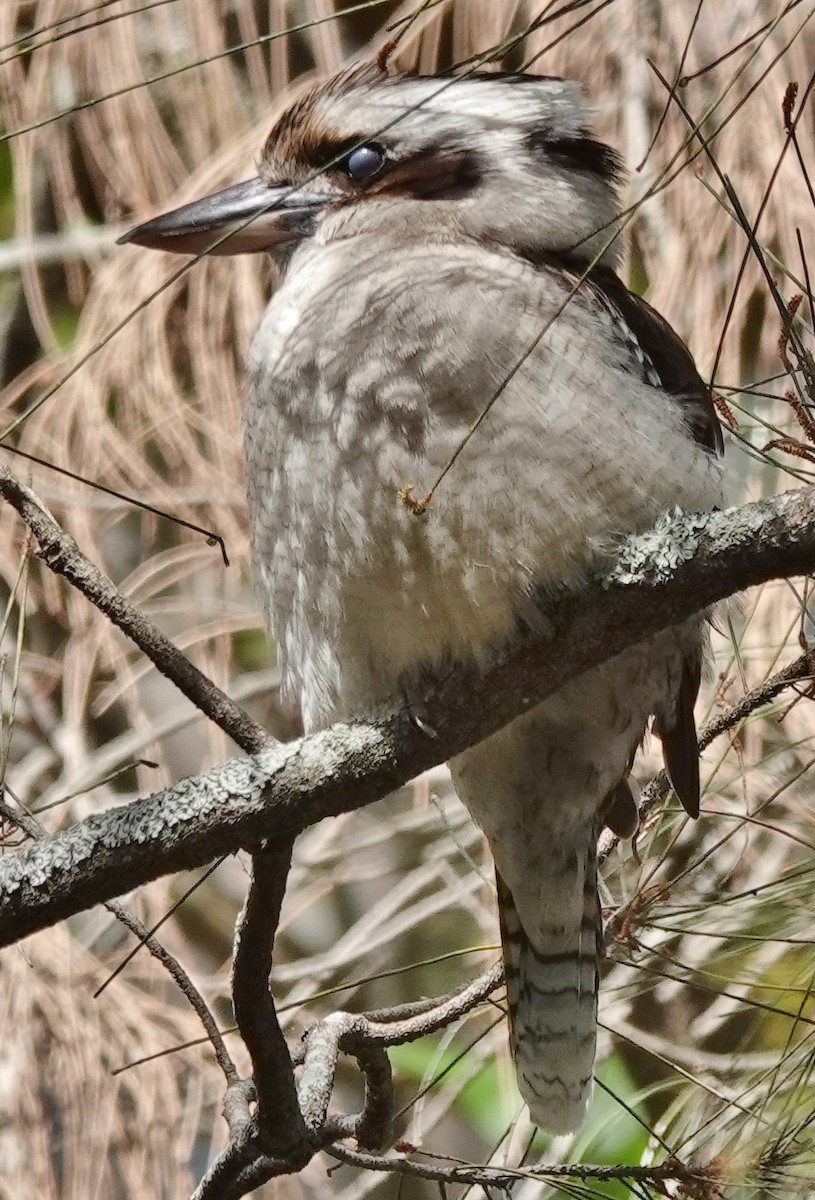 Laughing Kookaburra - ML609656334