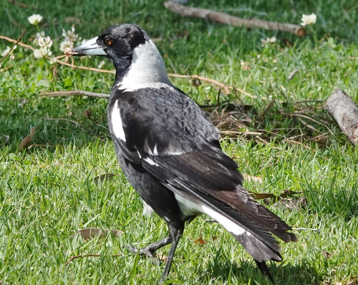 Australian Magpie (Black-backed) - ML609656347
