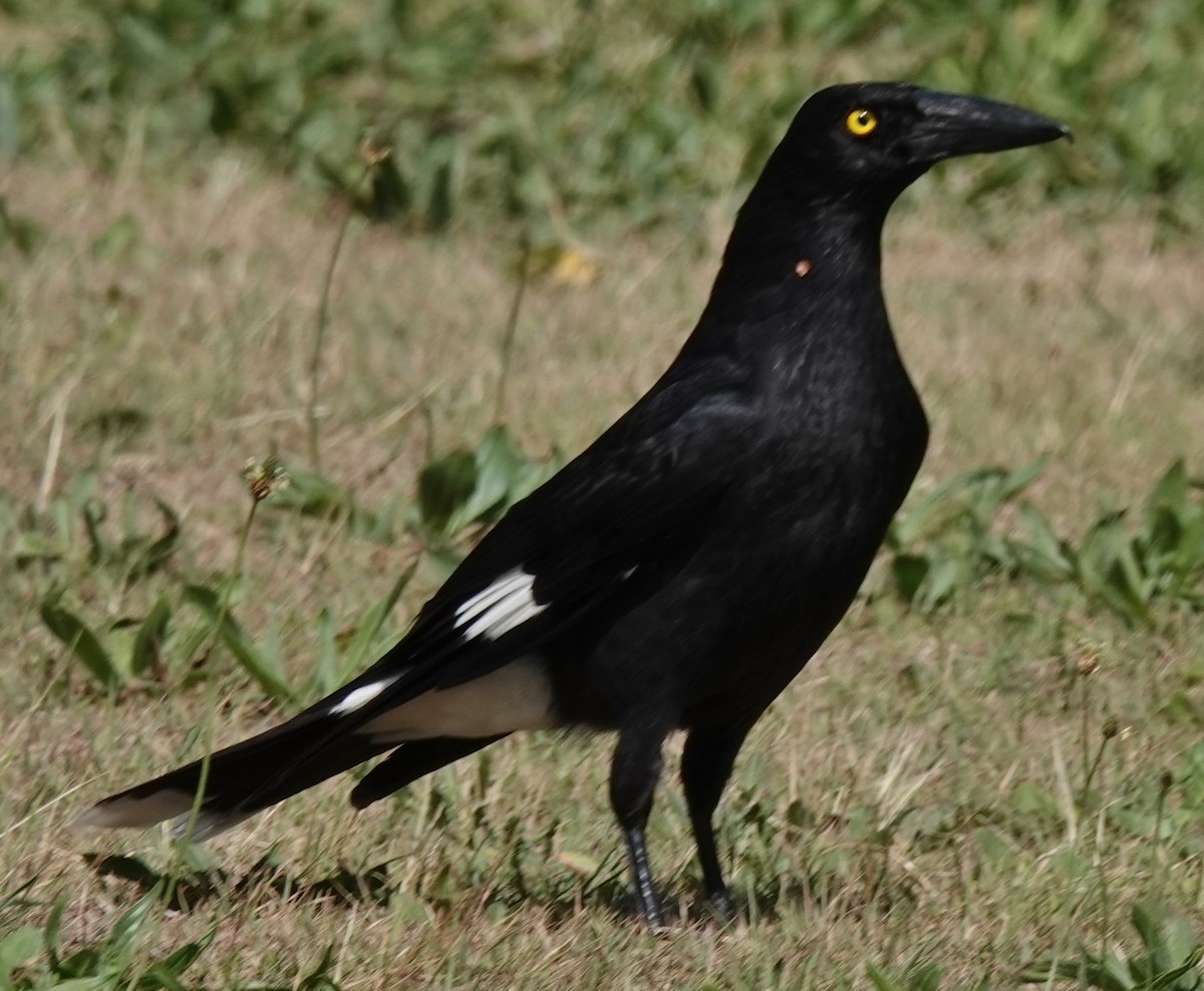 Pied Currawong - ML609656350