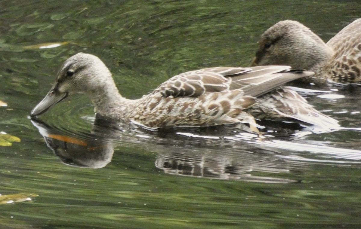Blue-winged Teal - ML609656353