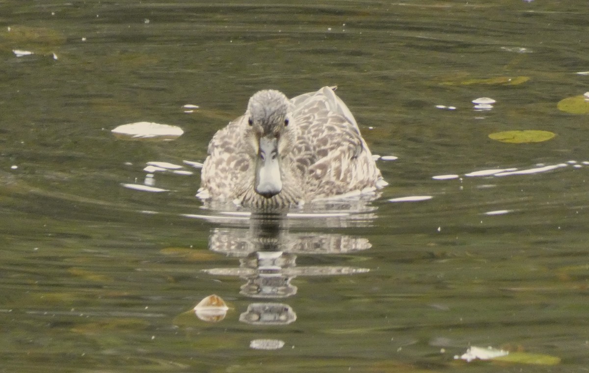 Blue-winged Teal - ML609656367