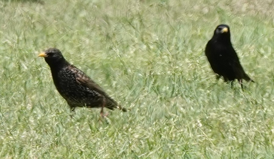 European Starling - ML609656372