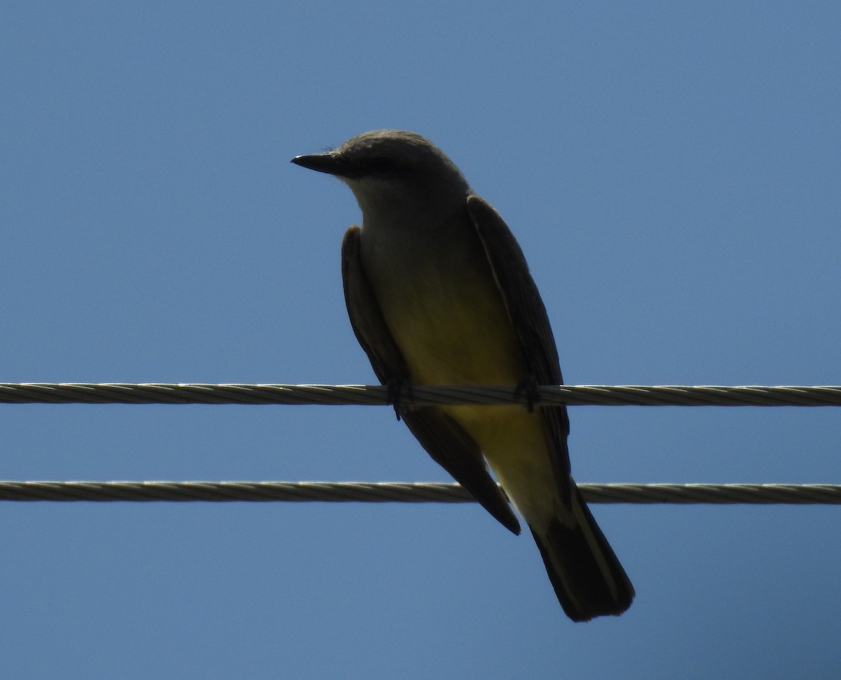 Western Kingbird - ML60965641