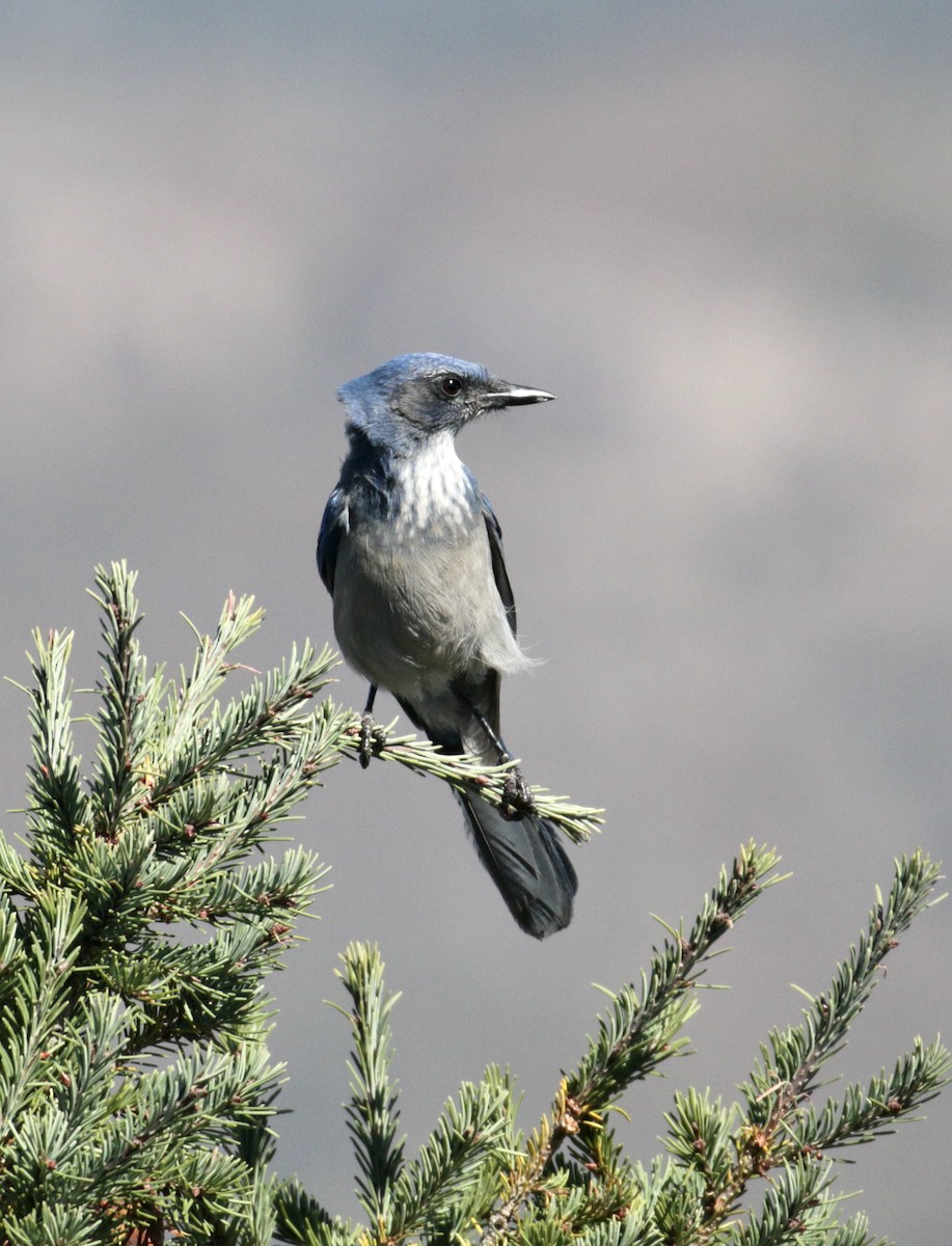 Woodhouse's Scrub-Jay - ML609656455