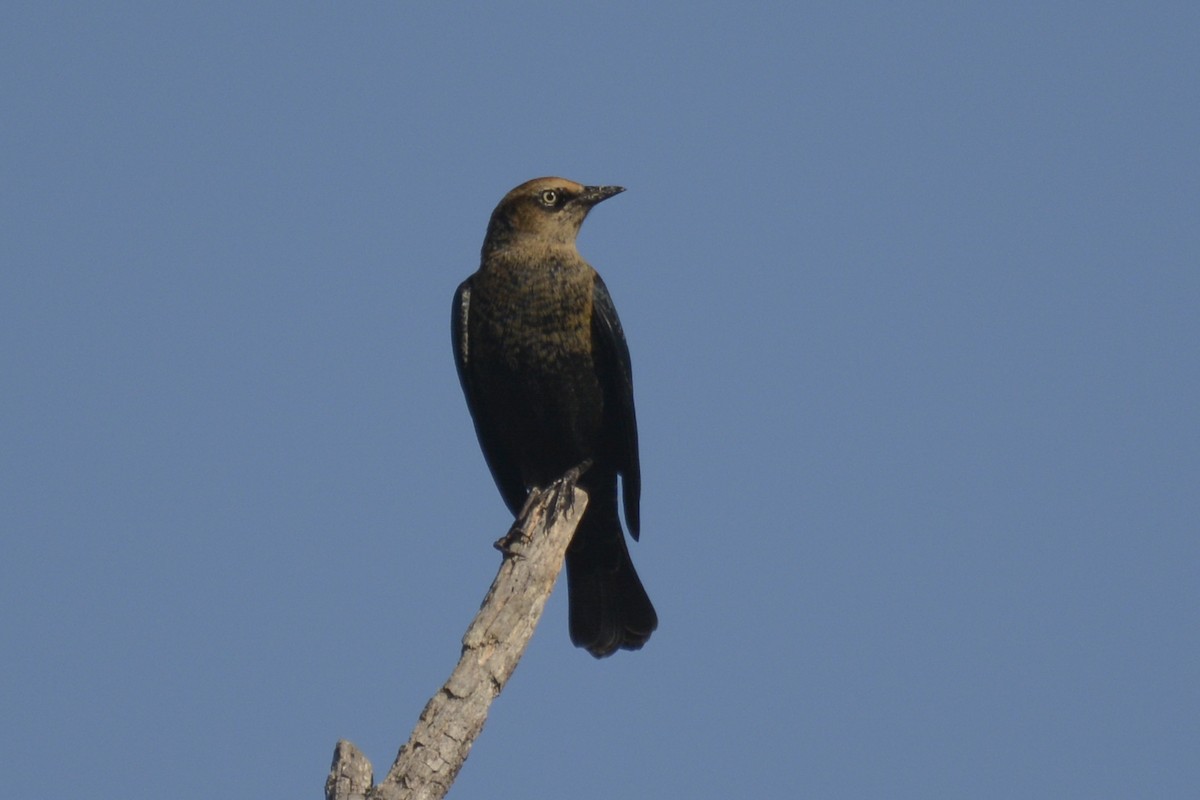 Rusty Blackbird - ML609656473