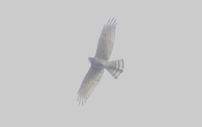 Gray-faced Buzzard - ML609656498