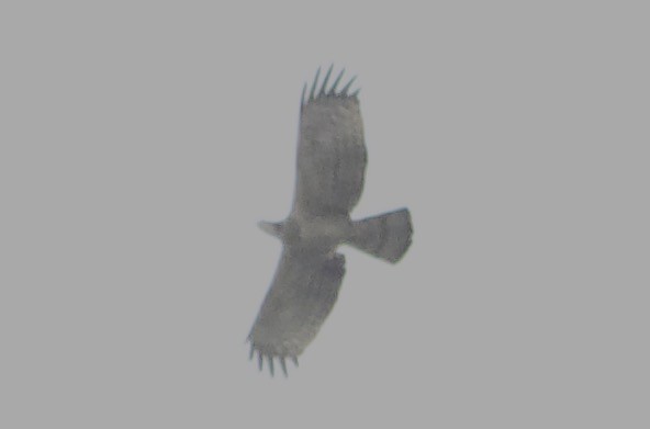 Oriental Honey-buzzard - ML609656526