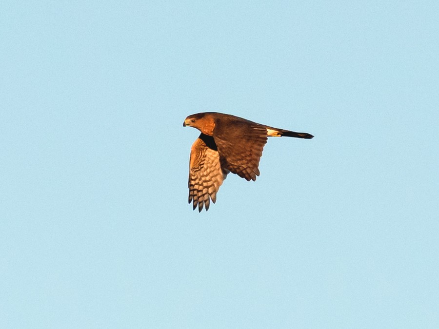 Cooper's Hawk - ML609656546