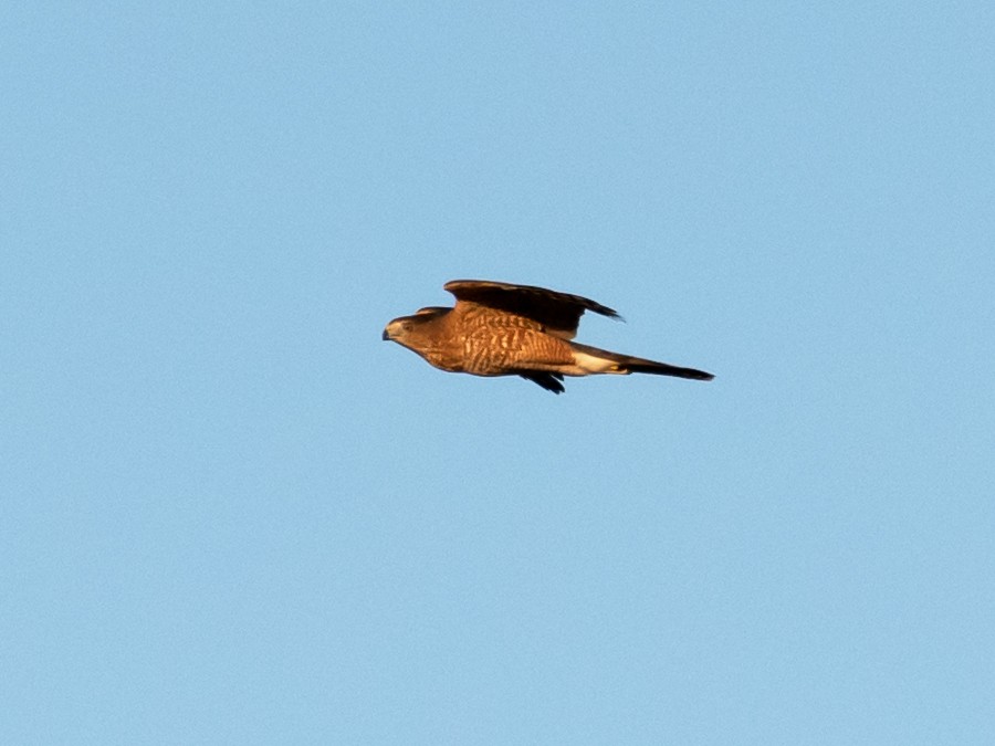 Cooper's Hawk - ML609656547