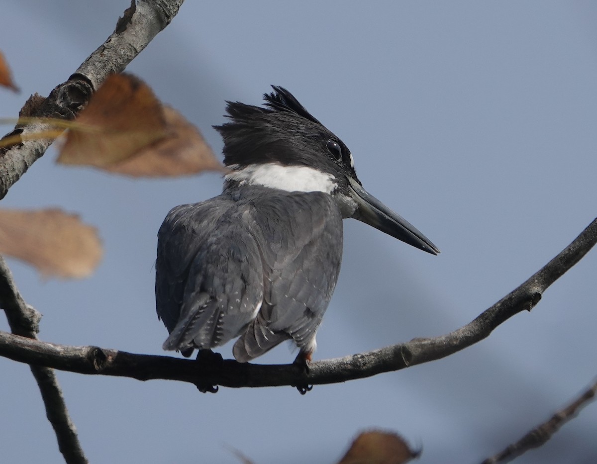 Belted Kingfisher - Paul  McPartland