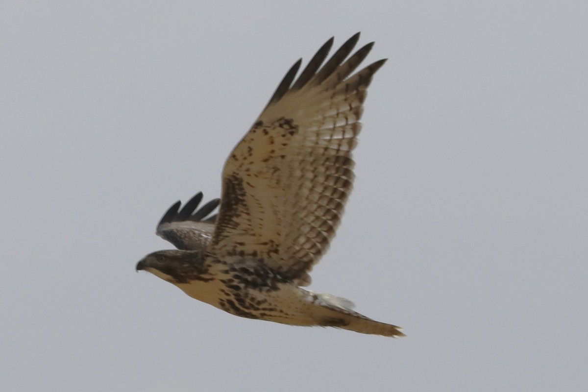 Red-tailed Hawk - ML609656633