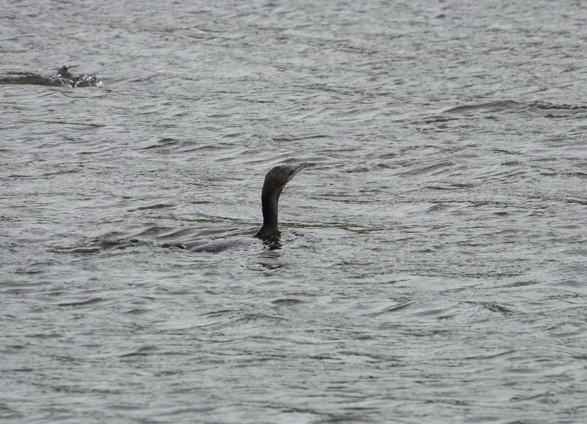 Little Black Cormorant - Craig Morley