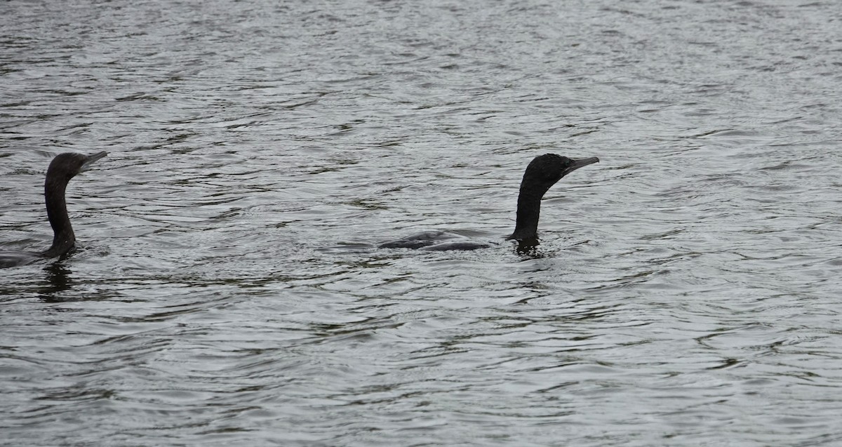 Little Black Cormorant - ML609656637