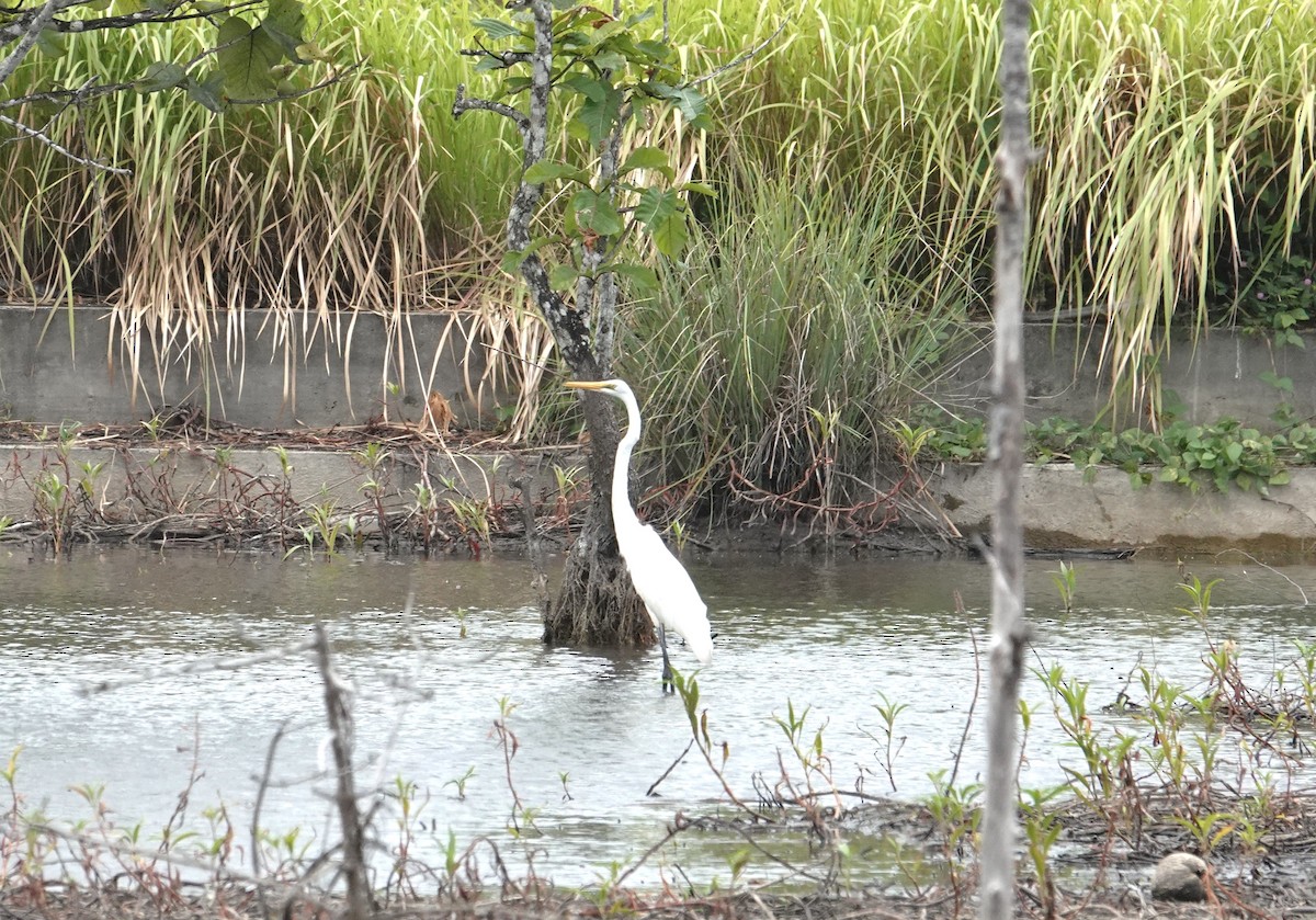 Great Egret (modesta) - ML609656640