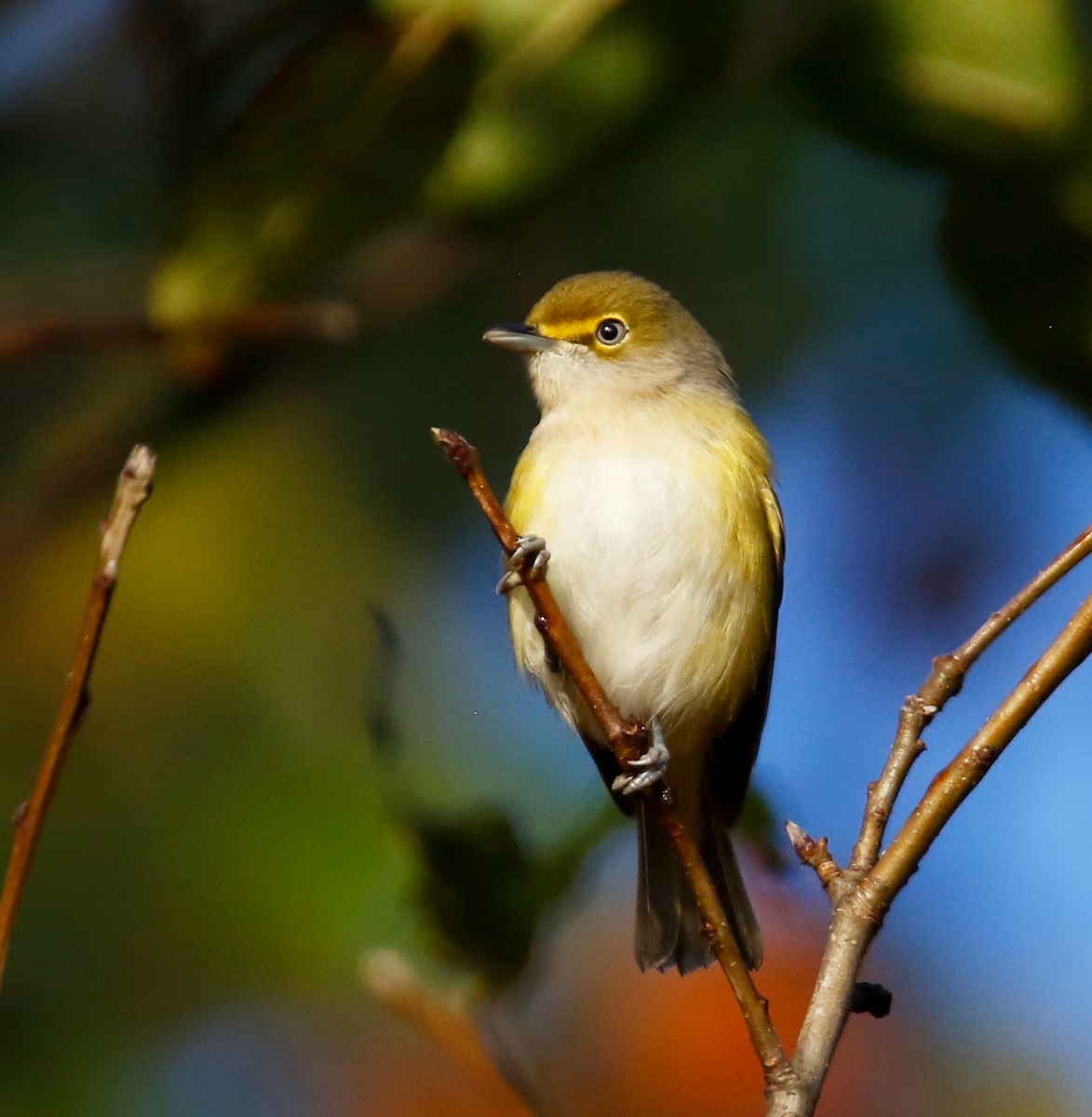 Ak Gözlü Vireo - ML609656704