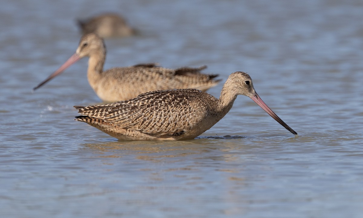 Marbled Godwit - ML609656709