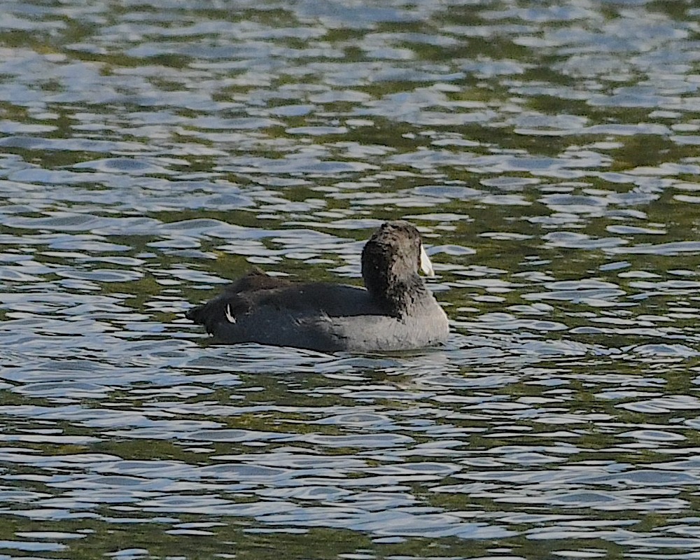 American Coot - Ted Wolff