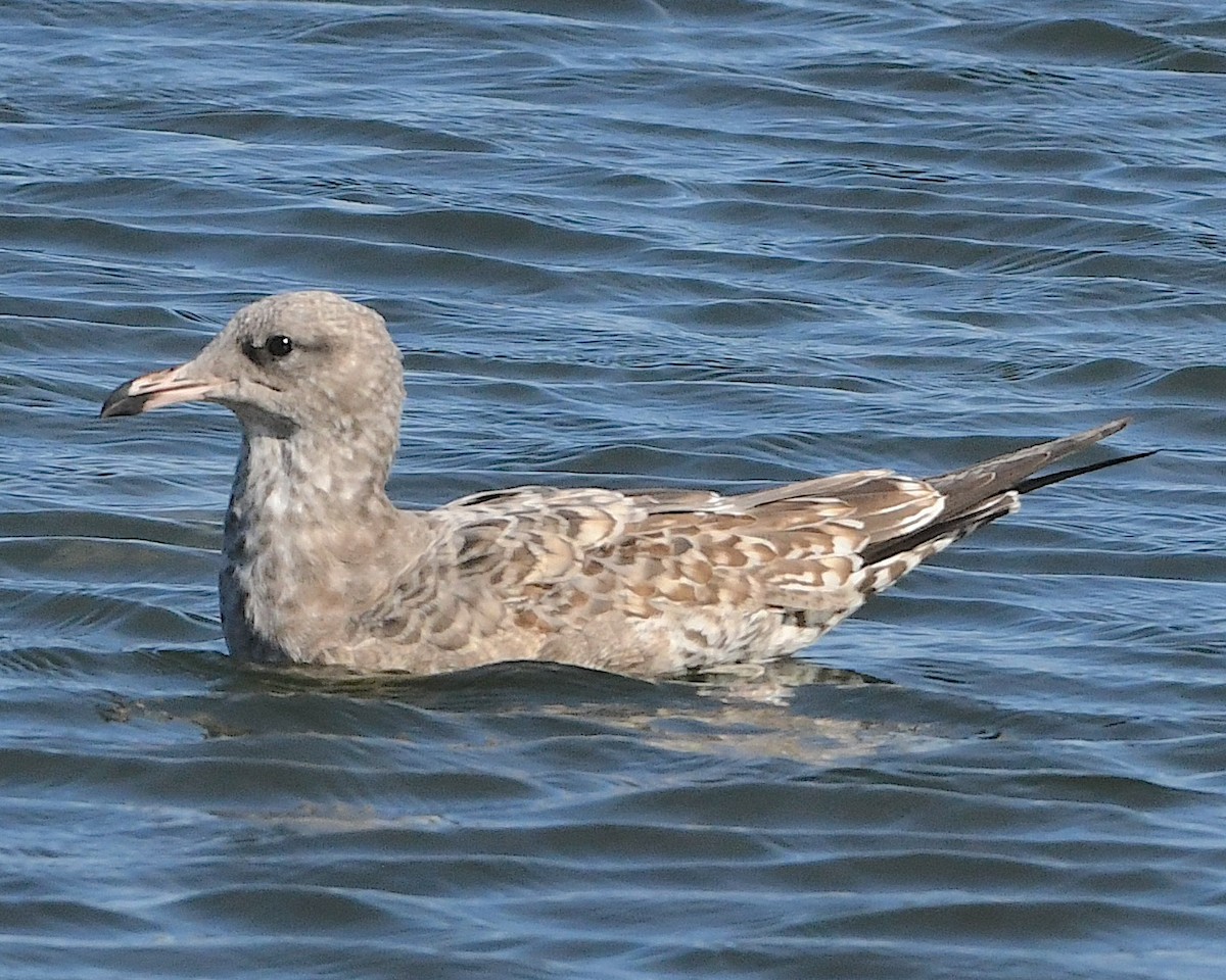 California Gull - ML609656786