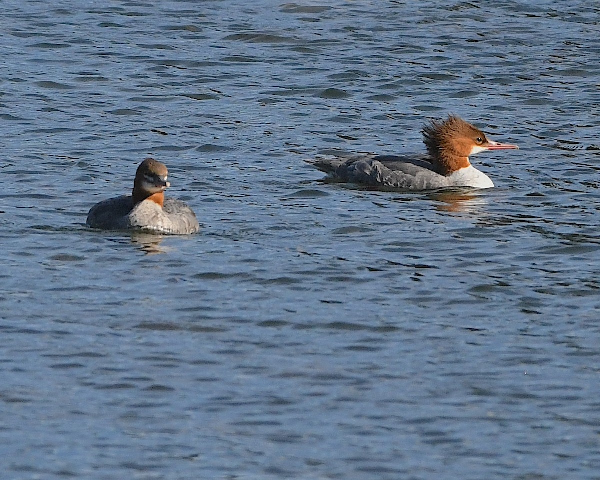 Gänsesäger - ML609656799