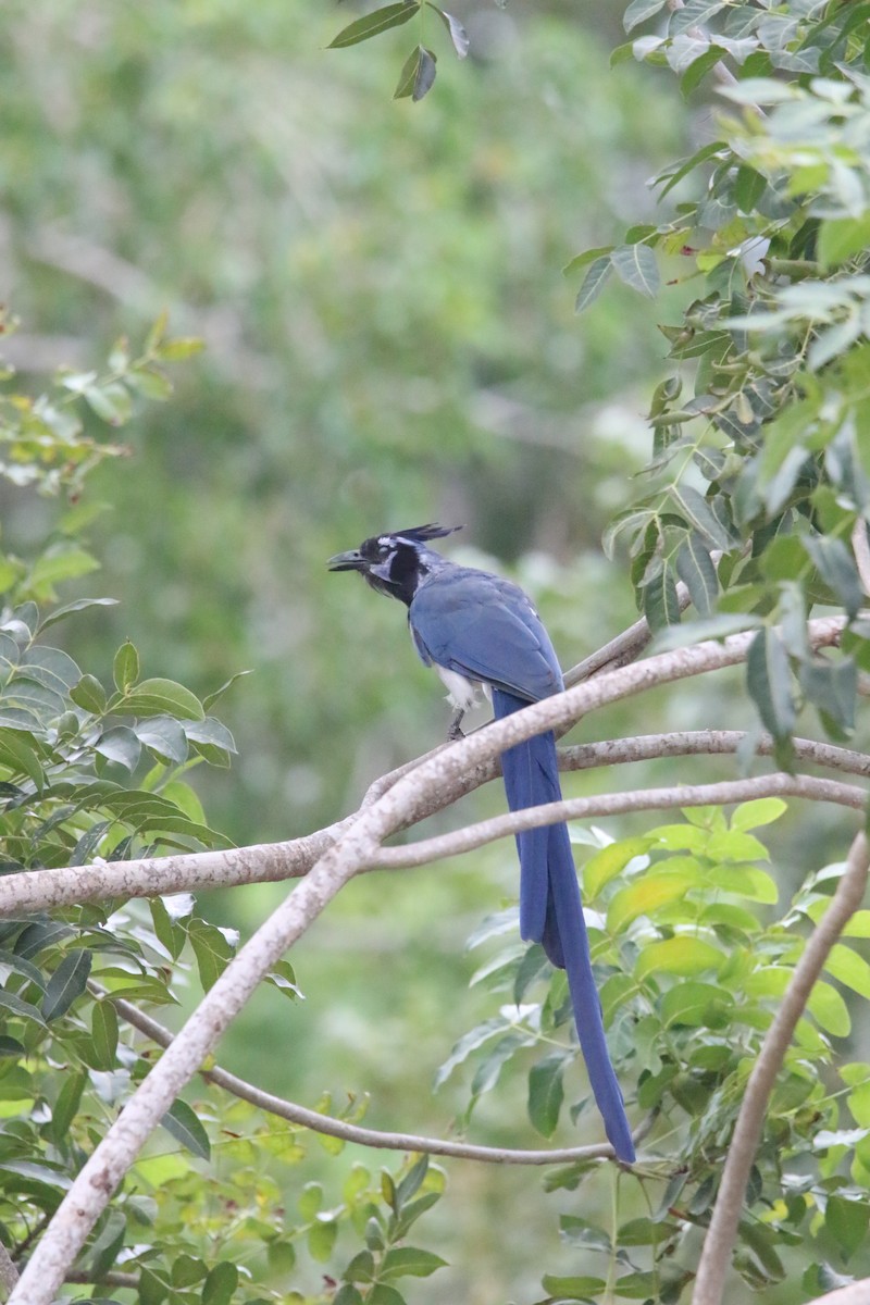 Black-throated Magpie-Jay - ML609656804