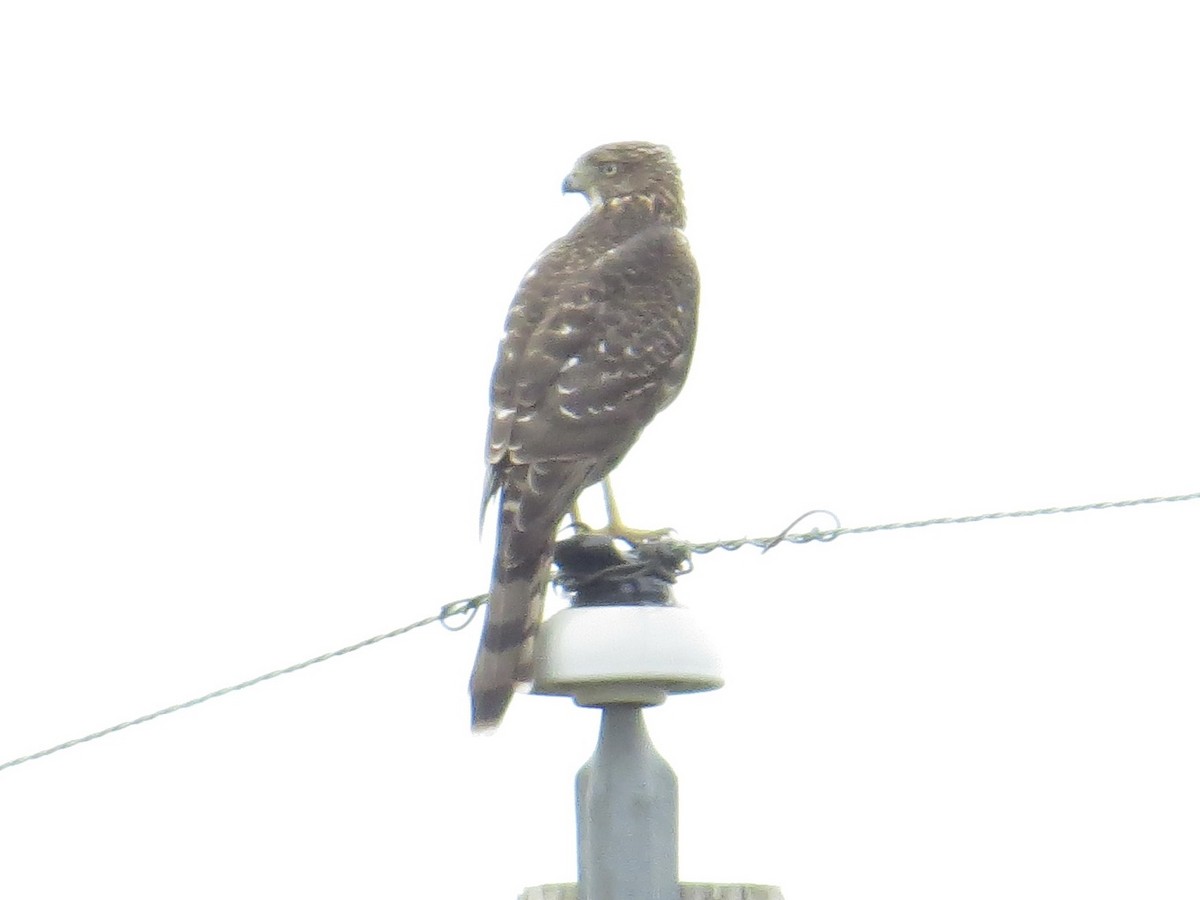 Cooper's Hawk - ML609656810