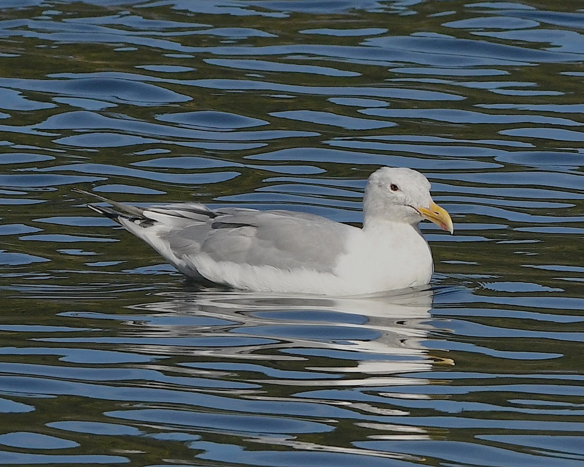 Glaucous-winged Gull - ML609656823