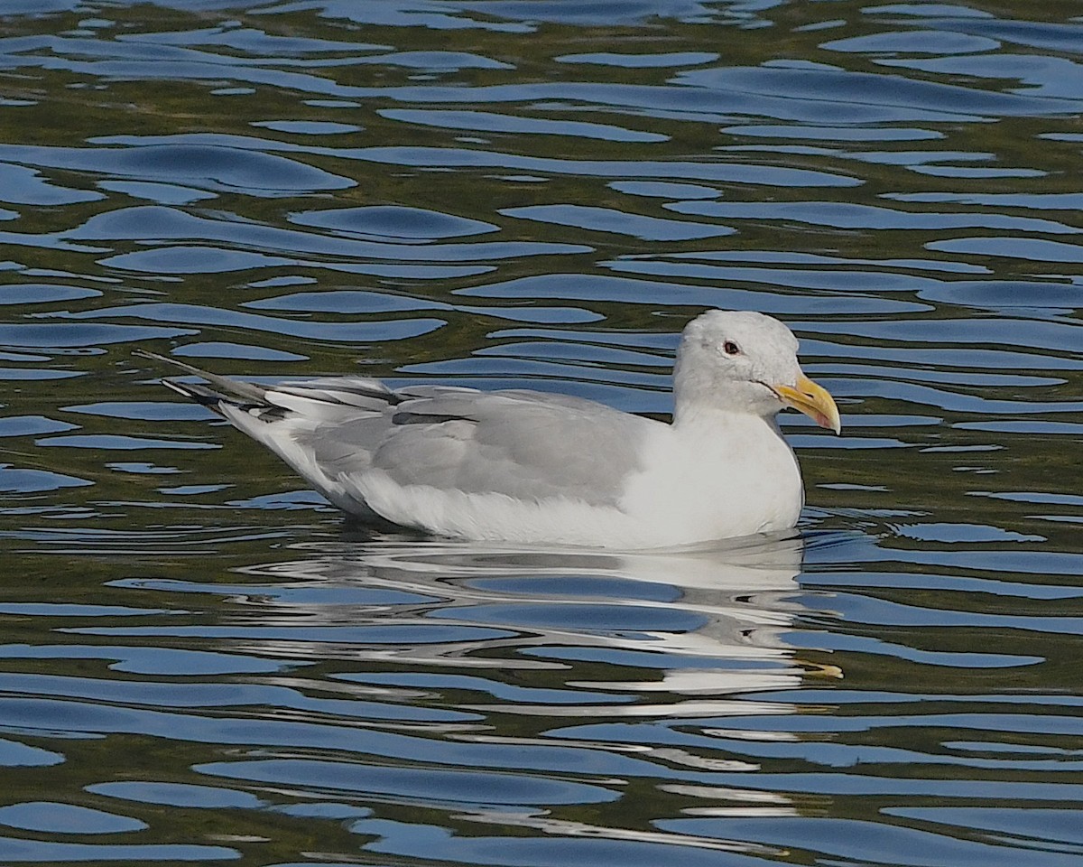 Glaucous-winged Gull - ML609656823