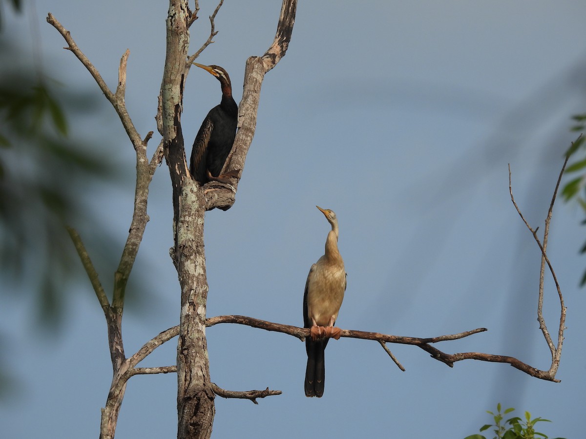 Australasian Darter - ML609656920