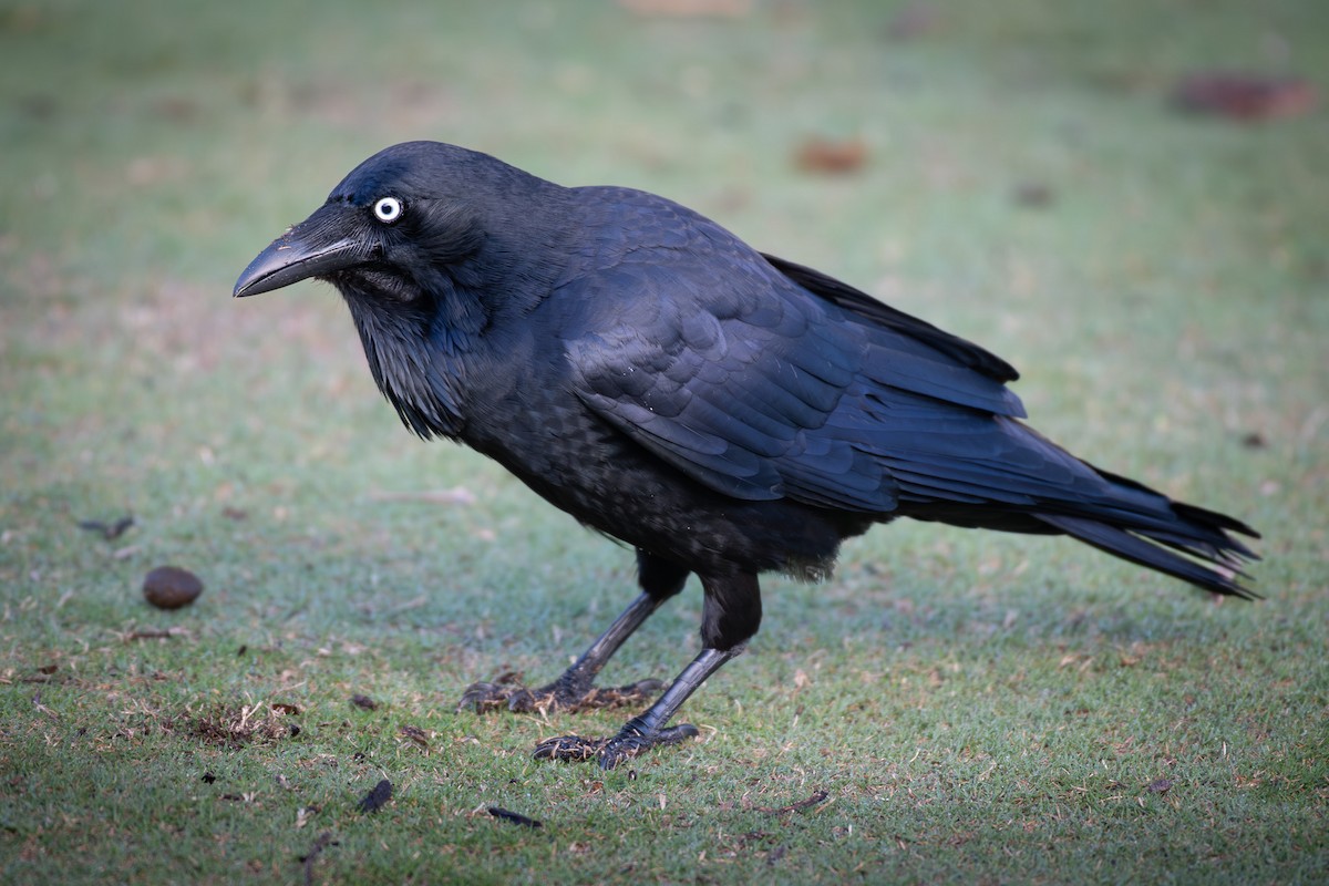 Australian Raven - ML609656987