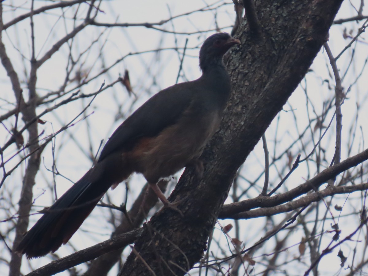 Chaco Chachalaca - Pierre Pitte