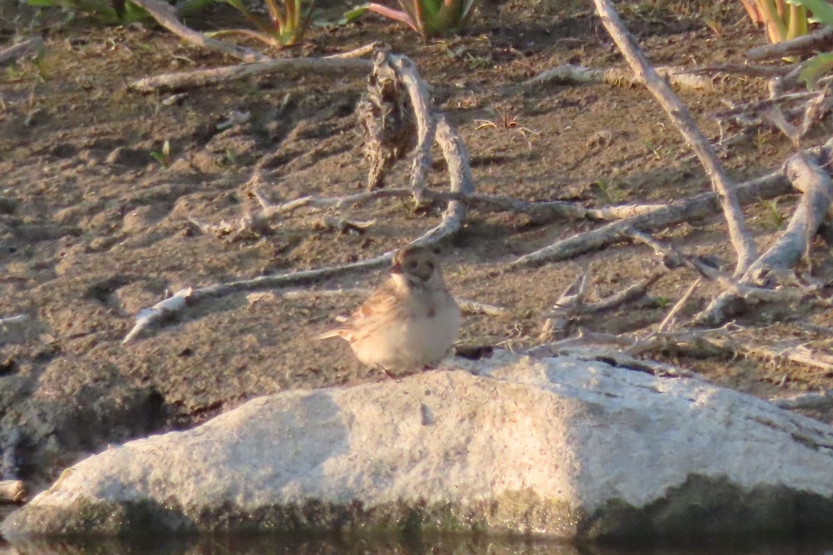 Lapland Longspur - ML609657131