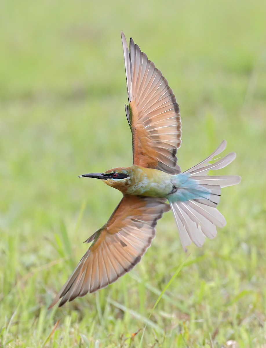 Blue-tailed Bee-eater - ML609657190