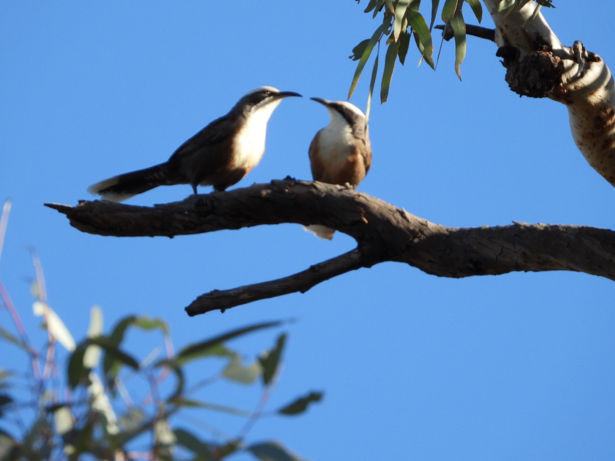 Hall's Babbler - ML609657239