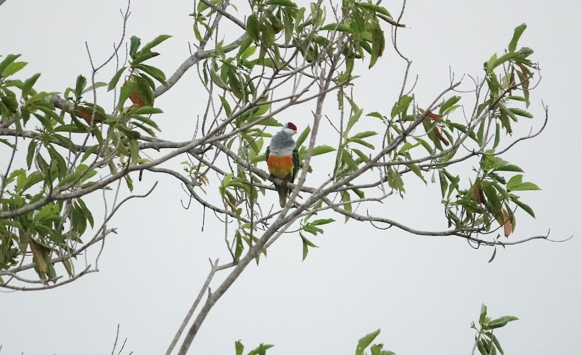 Wallace's Fruit-Dove - ML609657281