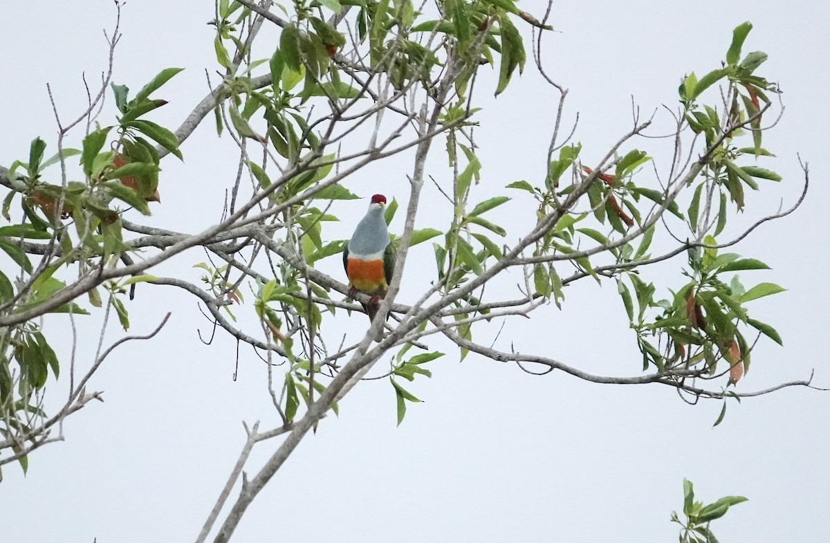 Wallace's Fruit-Dove - ML609657282