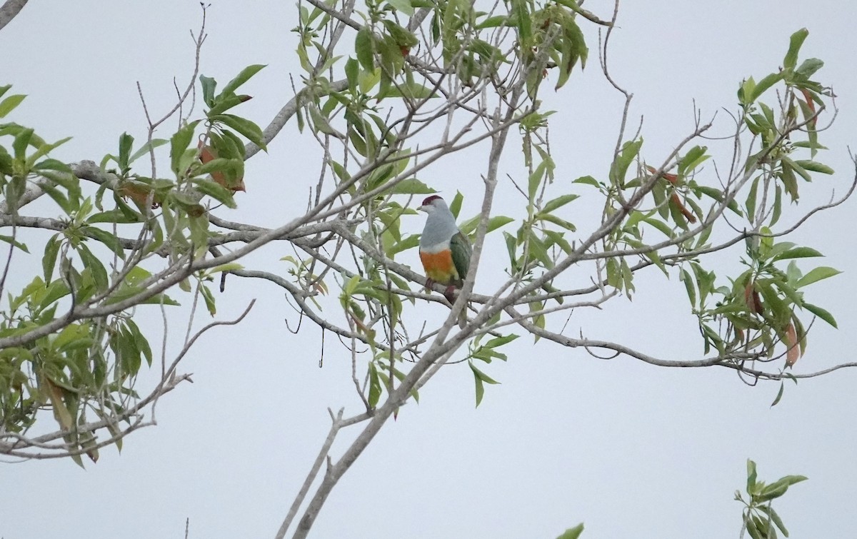 Wallace's Fruit-Dove - ML609657285