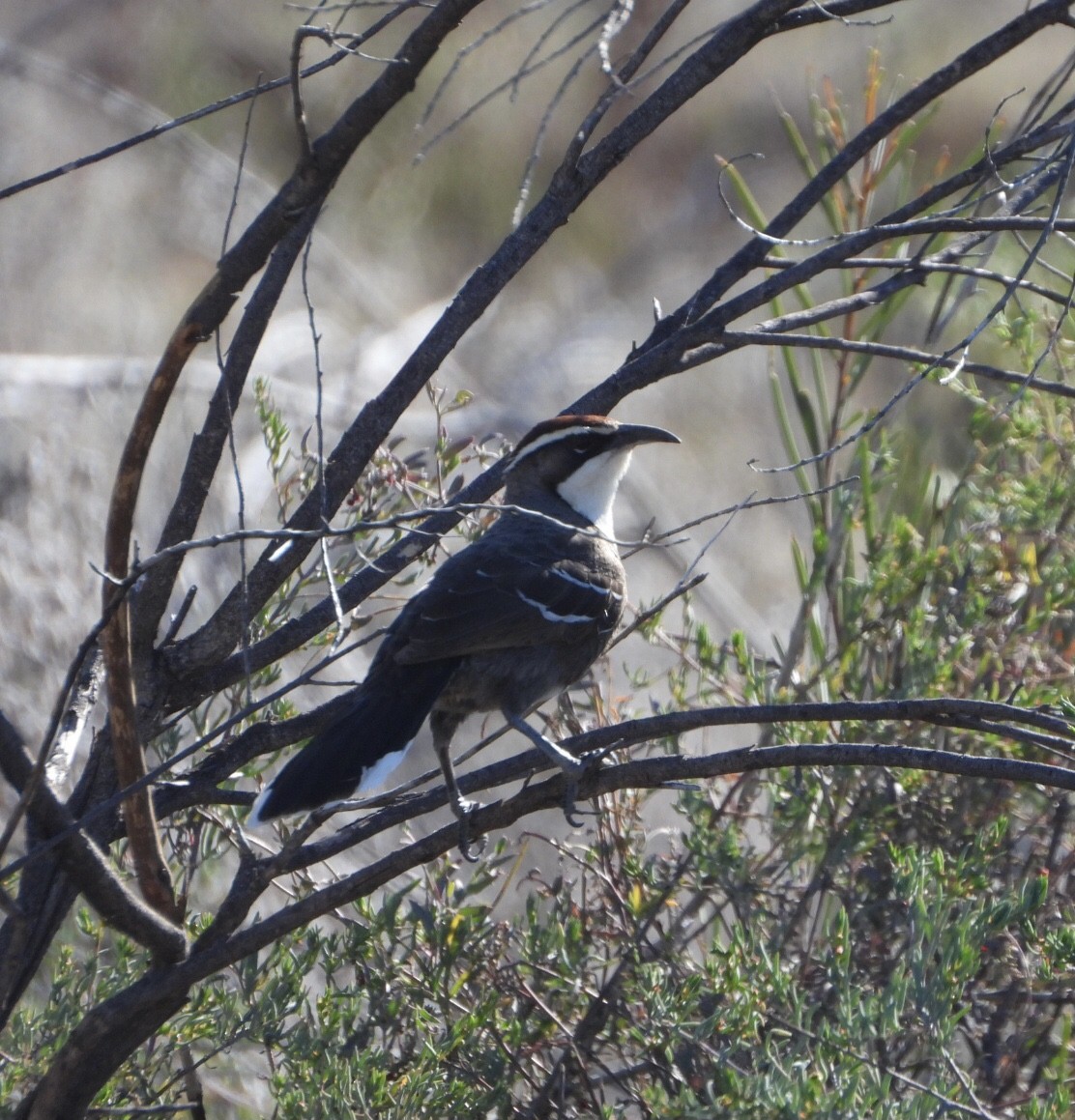 Chestnut-crowned Babbler - ML609657308