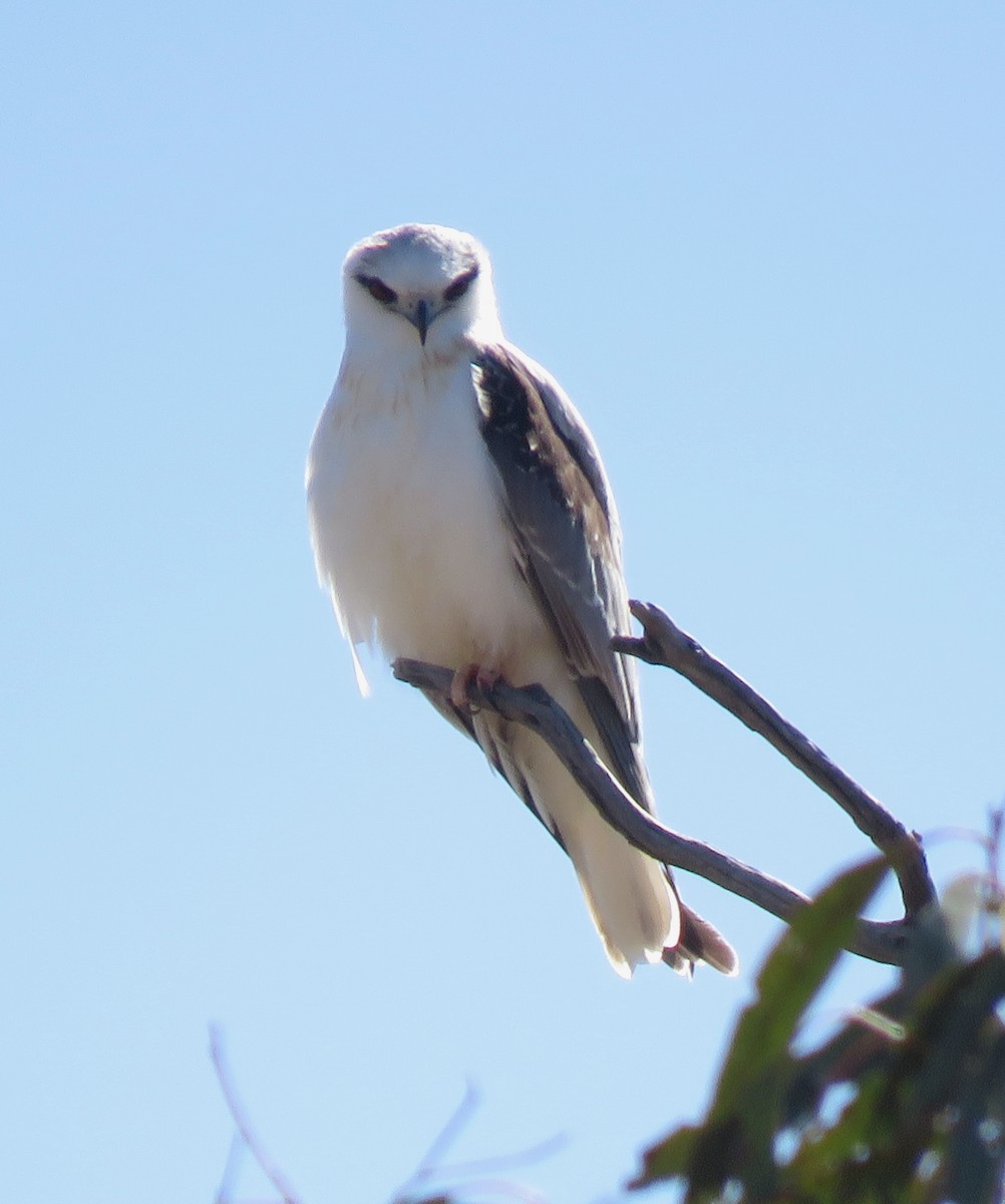 Black-shouldered Kite - ML609657327