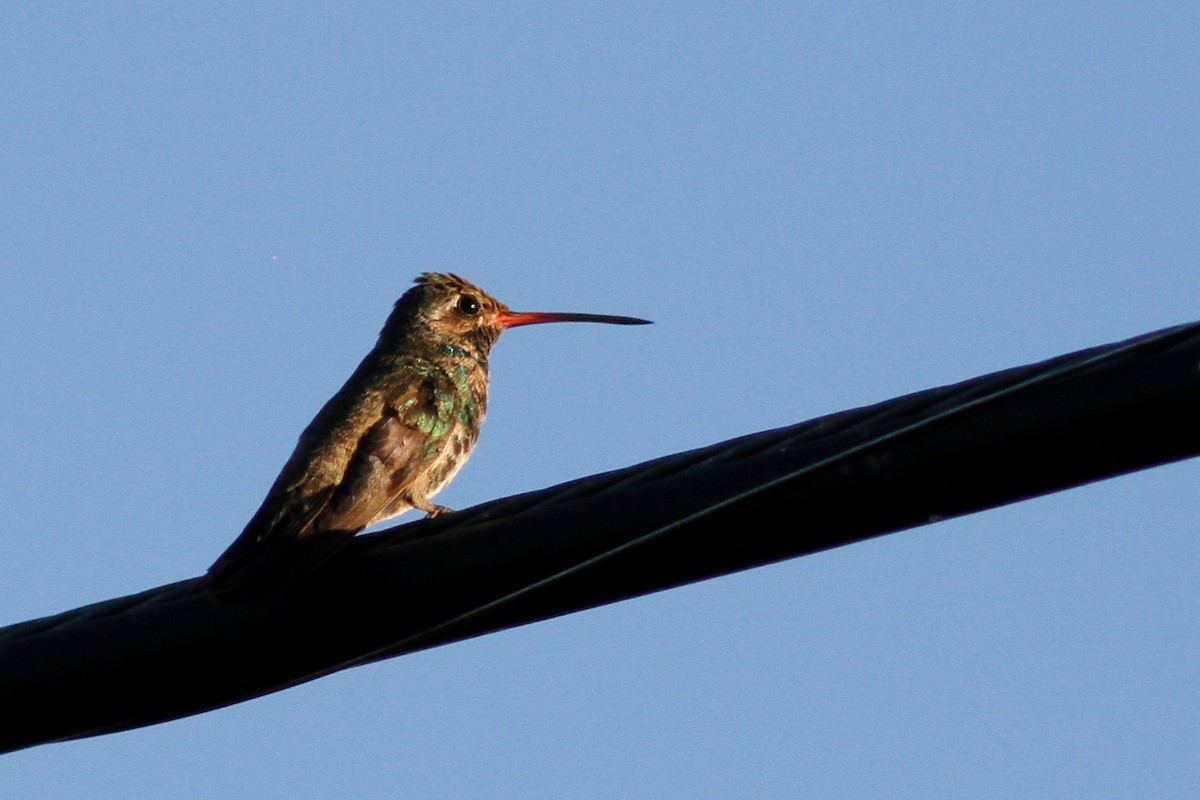 Colibrí Piquiancho Común - ML609657334