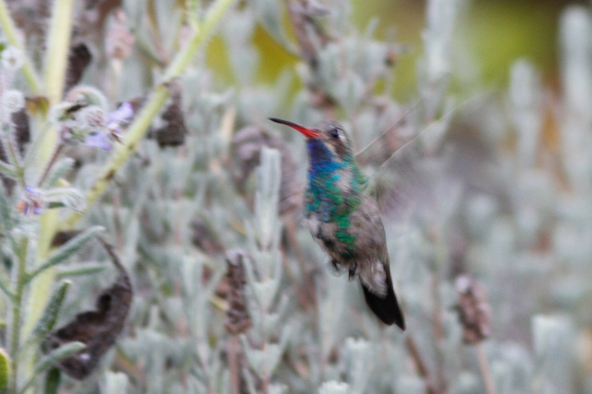 Colibrí Piquiancho Común - ML609657335