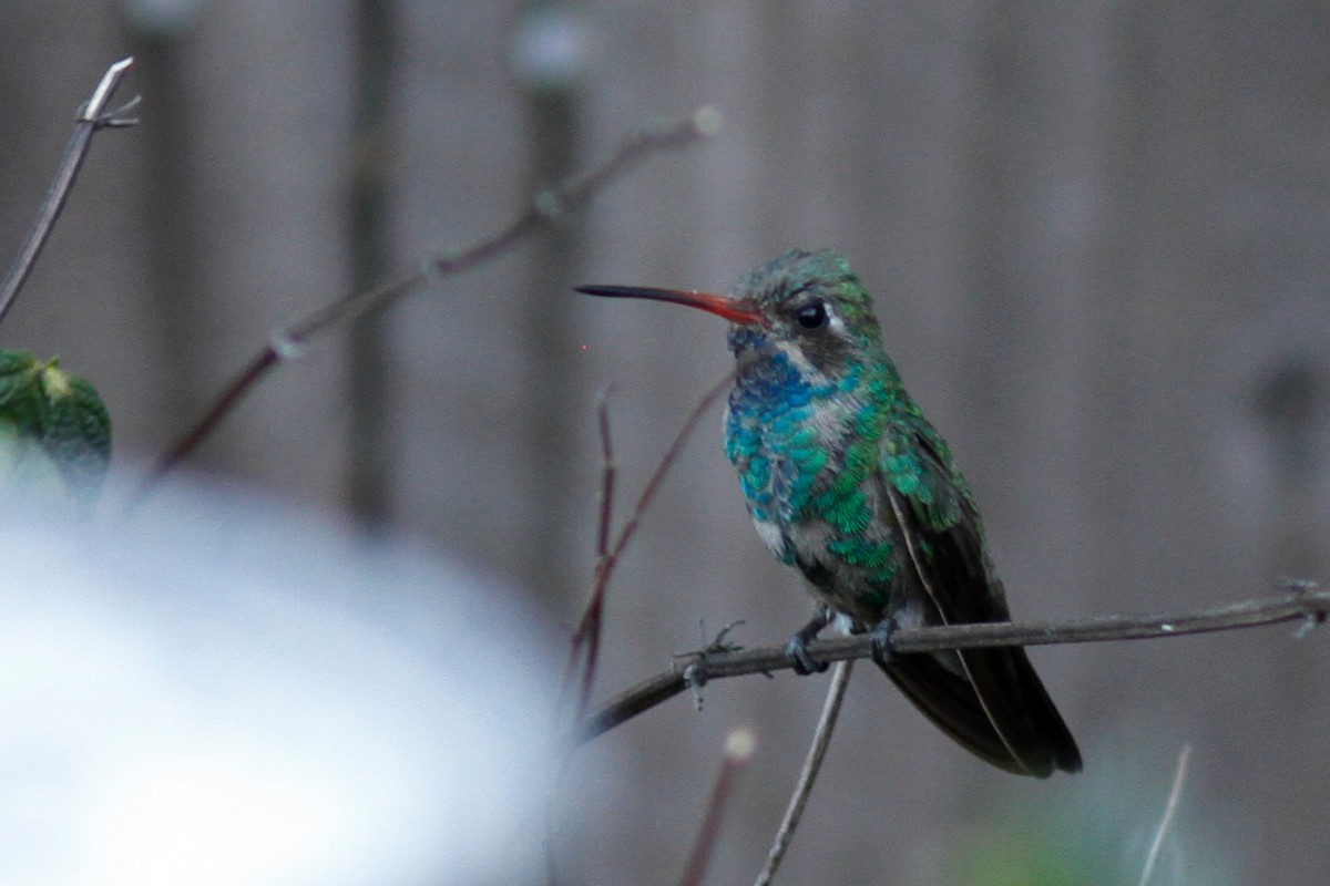 Colibrí Piquiancho Común - ML609657336