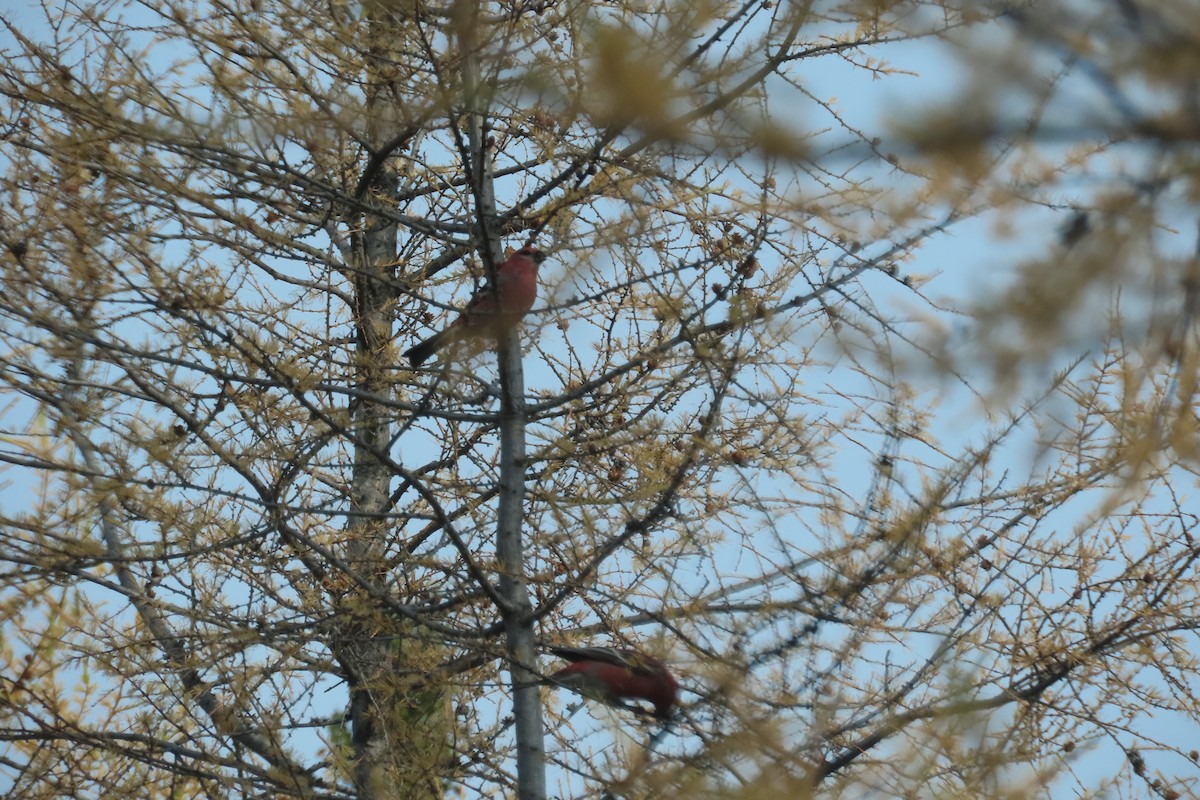 Pine Grosbeak - Baxter Naday