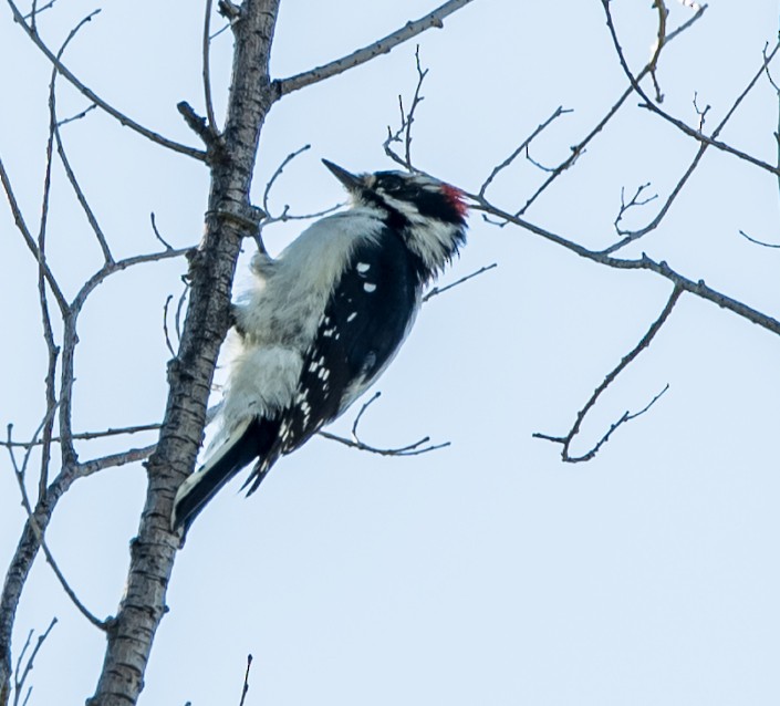 Downy Woodpecker - ML609657512