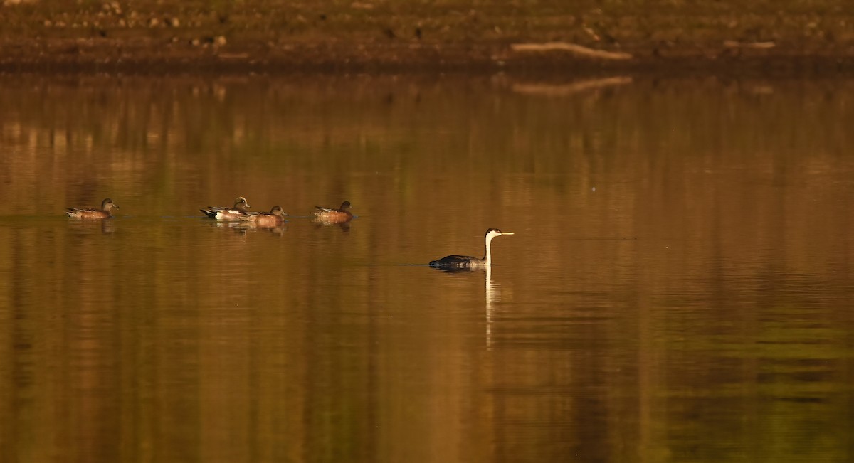 Western Grebe - ML609657554