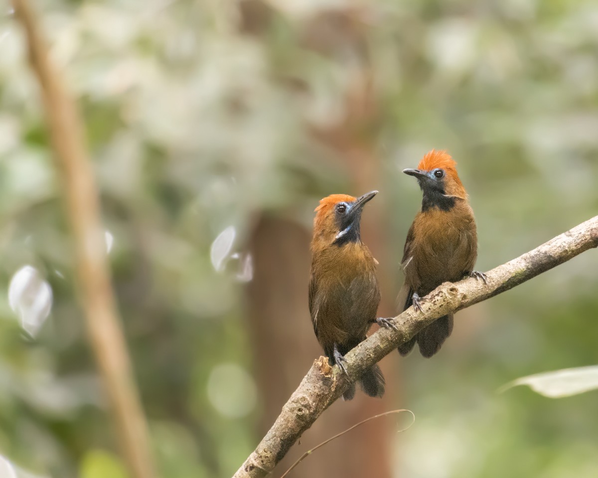 ミノゲチメドリ - ML609657565