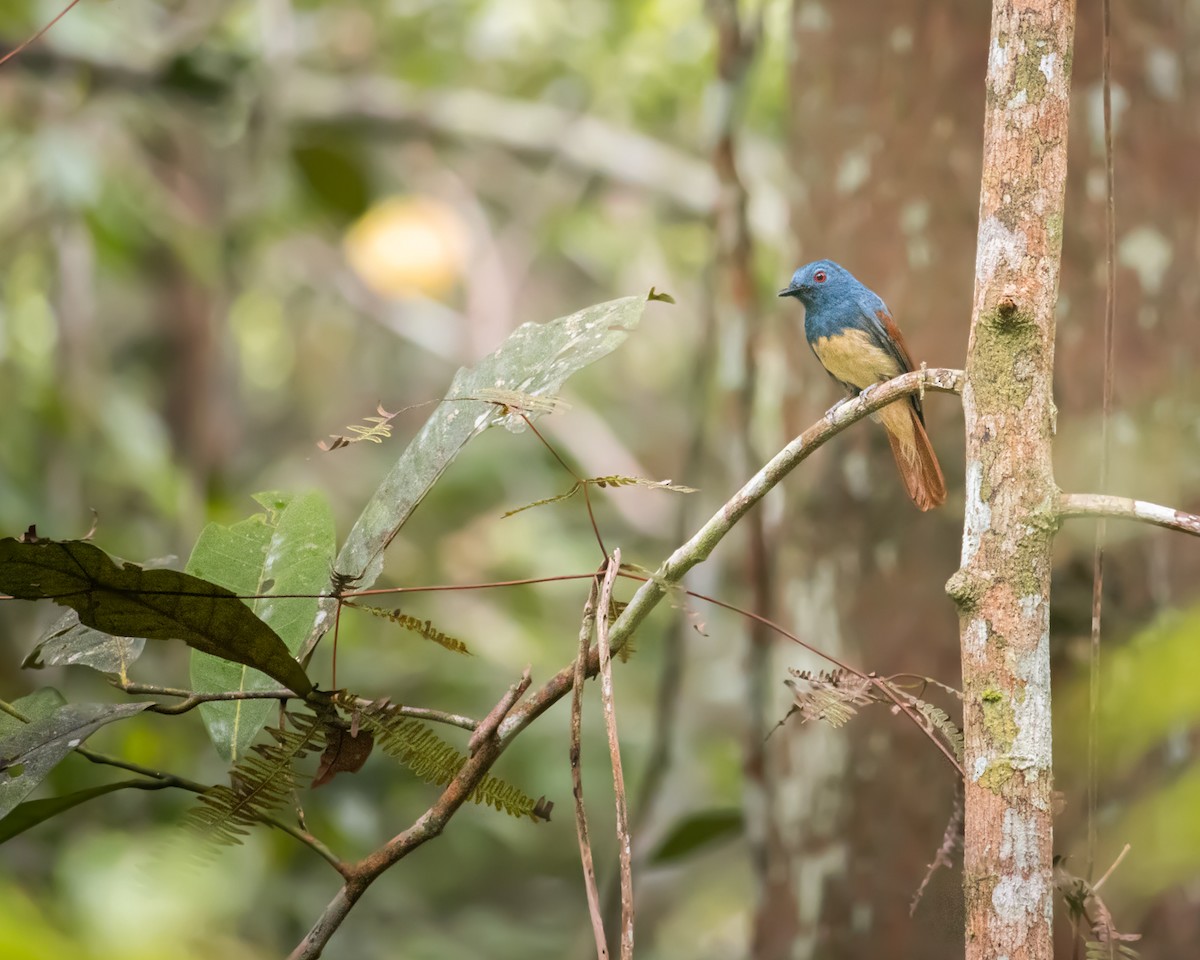 チャバネアカメヒタキ - ML609657568