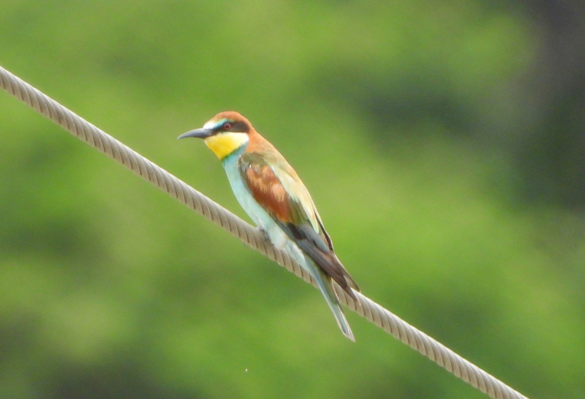 European Bee-eater - VASEN SULI