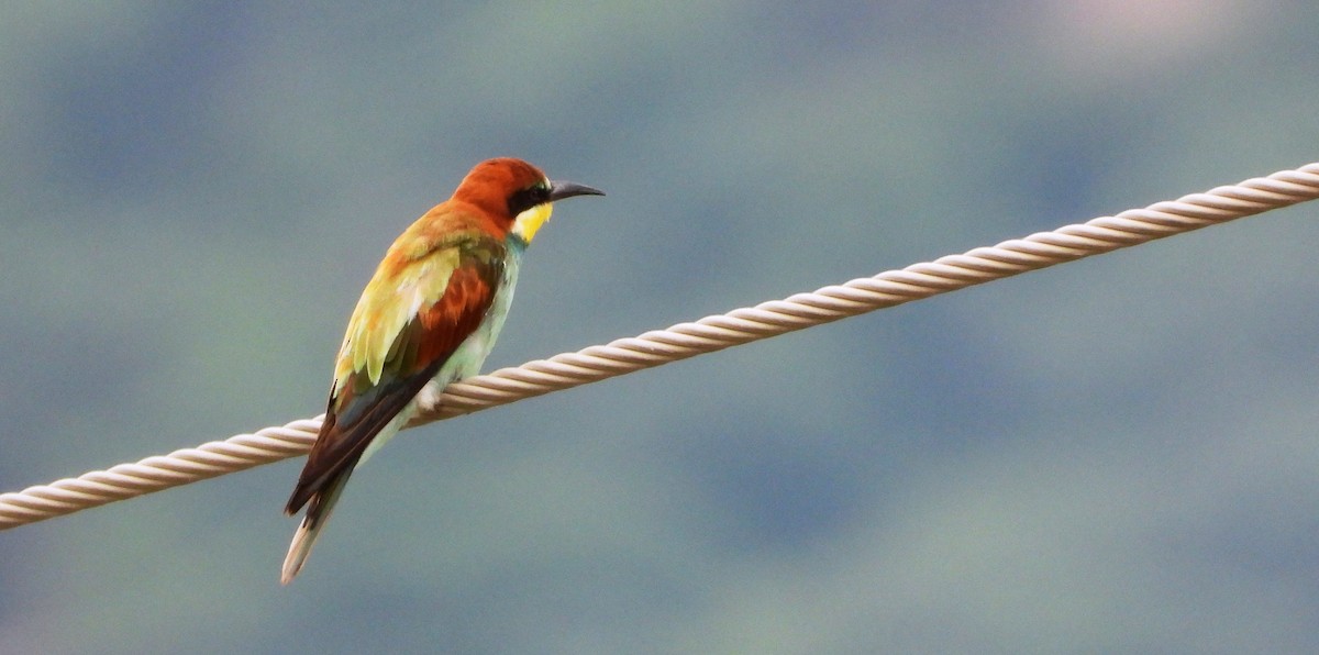 European Bee-eater - VASEN SULI